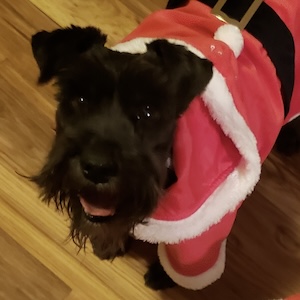 Buddy