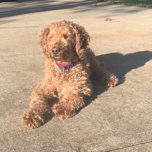 Ginger
