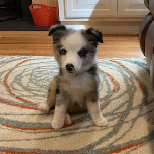 Zelda